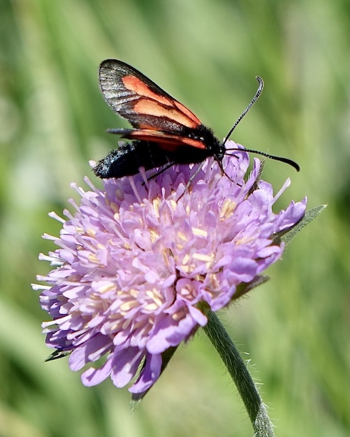 centre-barred sallow